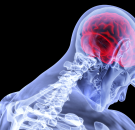 MD News Daily - A New Research Finding Says Parasite in the Brain Is Not Making One Sick