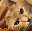 MD News Daily - Antiviral Drug for COVID-19 inspired by Cats Currently being Developed