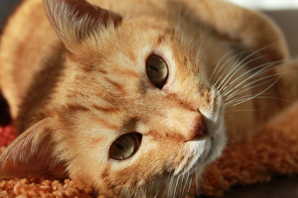 MD News Daily - Antiviral Drug for COVID-19 inspired by Cats Currently being Developed