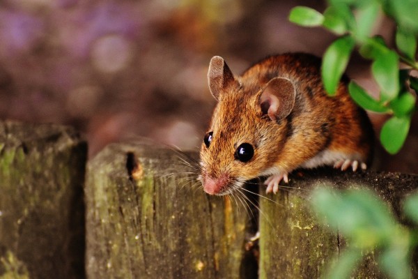 MD News Daily- Bubonic Plague Warning Signs Posted Around Lake Tahoe