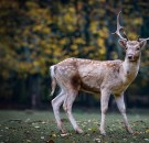 MD News Daily- Deer Heads Being Returned to Keep Chronic Wasting Disease At Bay