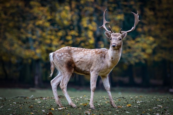 MD News Daily- Deer Heads Being Returned to Keep Chronic Wasting Disease At Bay