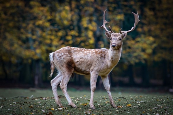 MD News Daily- Deer Heads Being Returned to Keep Chronic Wasting Disease At Bay MD News Daily- Deer Heads Being Returned to Keep Chronic Wasting Disease At Bay