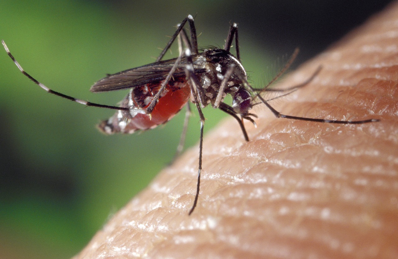 MD News Daily- First Human Death This Year Due to Eastern Equine Encephalitis