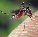 MD News Daily- First Human Death This Year Due to Eastern Equine Encephalitis