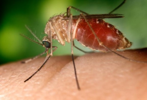 MD News Daily - First 2 Deaths of 2020 due to West Nile Virus Reported in Dallas County MD News Daily - First 2 Deaths of 2020 due to West Nile Virus Reported in Dallas County