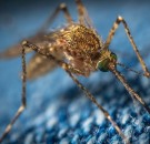 MD News Daily- Genetically Modified Mosquitoes May Repel Dengue Infection, CRISPR Babies Not Ready, Steroids Reduced Mortality in COVID Patients