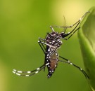 MD News Daily - Some Mosquito-Borne Diseases Expected to Rise, Stanford Researchers Predict