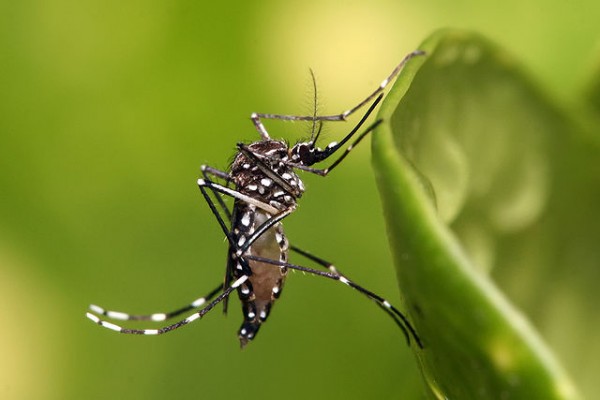 MD News Daily - Some Mosquito-Borne Diseases Expected to Rise, Stanford Researchers Predict