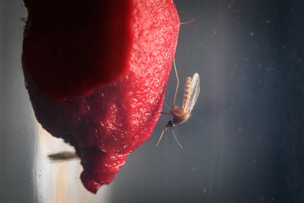 MD News Daily - Scientists Investigate Whether Climate Change Will Encourage Arrival Of Tropical Diseases Via Mosquitoes MD News Daily - Scientists Investigate Whether Climate Change Will Encourage Arrival Of Tropical Diseases Via Mosquitoes