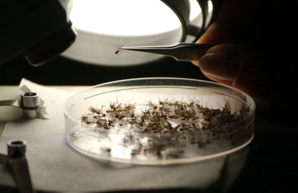 MD News Daily - Summer Brings Threat Of Mosquito-Borne Diseases MD News Daily - Summer Brings Threat Of Mosquito-Borne Diseases