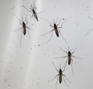 MD News Daily – Study Finds Link between Spread of Dengue and Slower COVID-19 Transmission