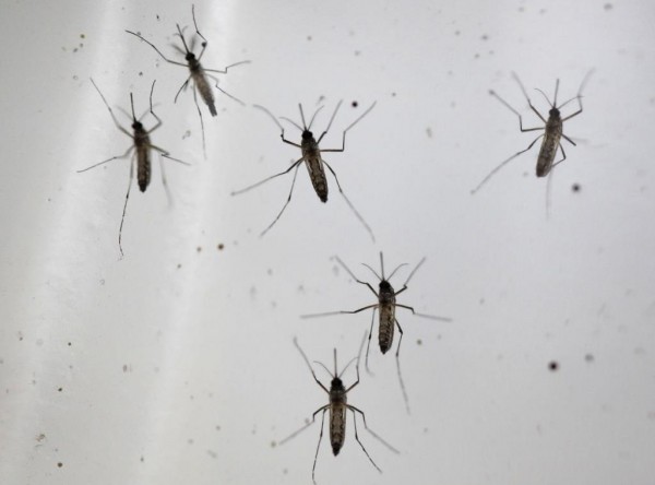 MD News Daily – Study Finds Link between Spread of Dengue and Slower COVID-19 Transmission