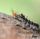 MD News Daily- A Genetically Modified Caterpillar Could Be The Solution to Solving a Global Plague