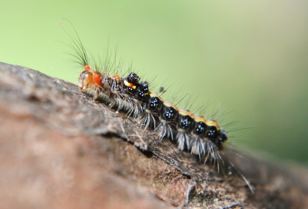 MD News Daily- A Genetically Modified Caterpillar Could Be The Solution to Solving a Global Plague
