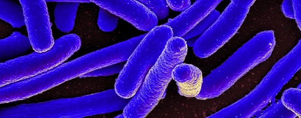 MD News Daily - New Study Finds Potential Treatment for Dangerous E. Coli Infections