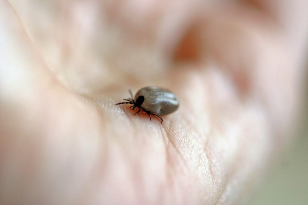 MD News Daily- Growing Concern for Congo Fever in the Maharshtra’s Palghar District MD News Daily- Growing Concern for Congo Fever in the Maharshtra’s Palghar District