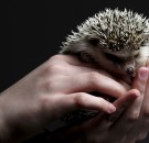MD News Daily- Multiple Salmonella Outbreaks Linked to Pet Hedgehogs and Bearded Dragons