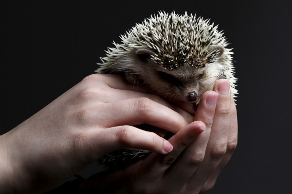 MD News Daily- Multiple Salmonella Outbreaks Linked to Pet Hedgehogs and Bearded Dragons MD News Daily- Multiple Salmonella Outbreaks Linked to Pet Hedgehogs and Bearded Dragons