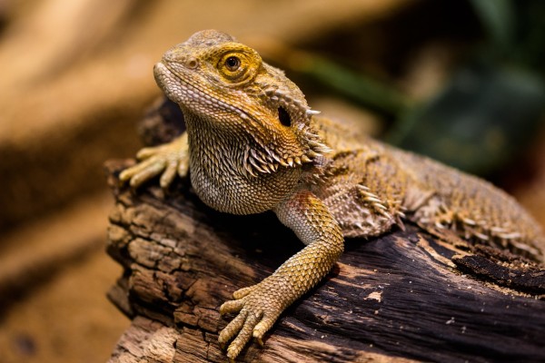 MD News Daily- Multiple Salmonella Outbreaks Linked to Pet Hedgehogs and Bearded Dragons