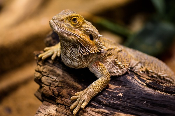 MD News Daily- Multiple Salmonella Outbreaks Linked to Pet Hedgehogs and Bearded Dragons MD News Daily- Multiple Salmonella Outbreaks Linked to Pet Hedgehogs and Bearded Dragons