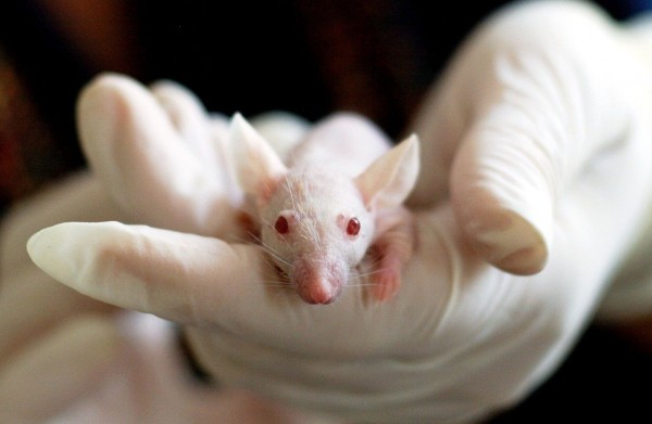 MD News Daily- Could fecal transplant be the key to reverse cognitive decline? MD News Daily- Could fecal transplant be the key to reverse cognitive decline?