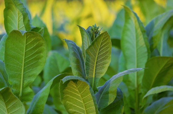 MD News Daily- The Answer to Coronavirus Vaccine Lies in a Tobacco Plant 