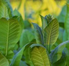 MD News Daily- The Answer to Coronavirus Vaccine May Be Found in Tobacco Plant 