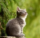 MD News Daily- Feline Friend May Carry Diseases Lethal to Humans