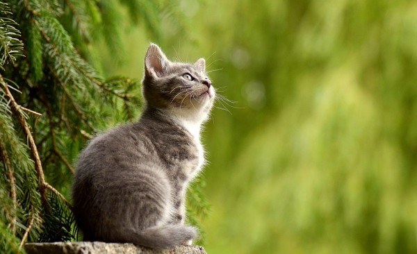 MD News Daily- Feline Friend May Carry Diseases Lethal to Humans