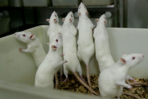 MD News Daily - Study in Mice Reveals How a Virus May Trigger Diabetes