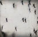MD News Daily - Brazil Faces New Health Epidemic As Mosquito-Borne Zika Virus Spreads Rapidly