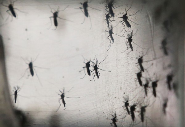 MD News Daily - Brazil Faces New Health Epidemic As Mosquito-Borne Zika Virus Spreads Rapidly