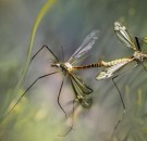 MD News Daily - Researchers Present a Pioneering Study on Effective way of Blocking Malaria transmission in Mosquitoes