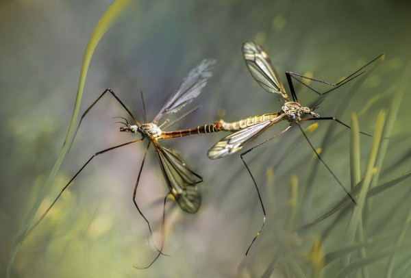 MD News Daily - Researchers Present a Pioneering Study on Effective way of Blocking Malaria transmission in Mosquitoes MD News Daily - Researchers Present a Pioneering Study on Effective way of Blocking Malaria transmission in Mosquitoes