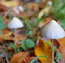 MD News Daily- Study Uncovers Efficacy of Psilocybin Treatment, 4 Times More Effective than Antidepressants