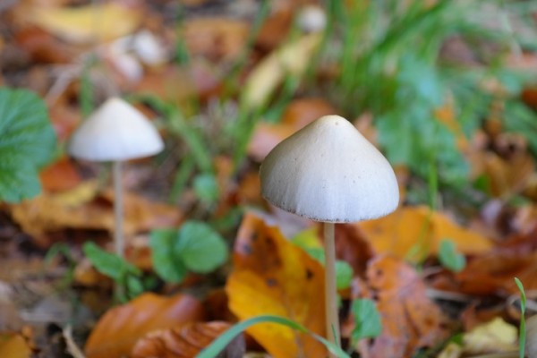 MD News Daily- Study Uncovers Efficacy of Psilocybin Treatment, 4 Times More Effective than Antidepressants