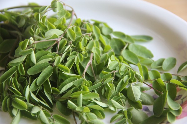 Moringa leaves Moringa leaves