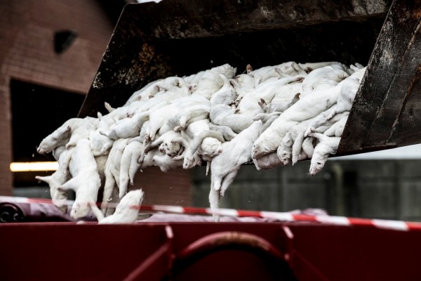 MD News Daily - Mink carcasses are disposed of at a farm due to novel coronavirus mutation in Farre MD News Daily - Mink carcasses are disposed of at a farm due to novel coronavirus mutation in Farre