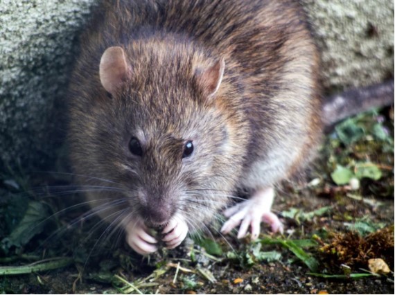 Hantavirus First Death: Nevada Man in His 20s Dies Due to Rodent Droppings