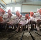 FDA Approves Genetic Alteration of Pigs for Food and Eliminating Alpha-Gal Sugar