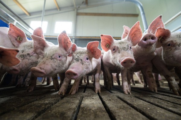 FDA Approves Genetic Alteration of Pigs for Food and Eliminating Alpha-Gal Sugar FDA Approves Genetic Alteration of Pigs for Food and Eliminating Alpha-Gal Sugar