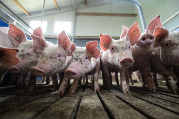 FDA Approves Genetic Alteration of Pigs for Food and Eliminating Alpha-Gal Sugar