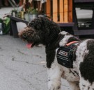 5 Reasons to Get Yourself a Service Dog