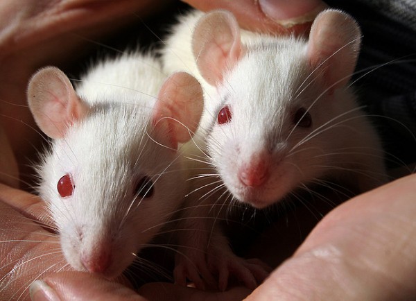 Lab Rats Lab Rats