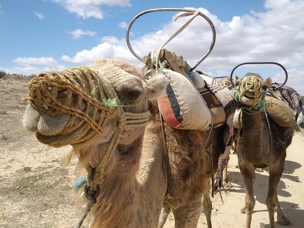 Camels Camels