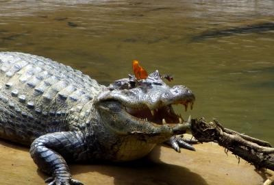 Caiman, Butterfly, Bee