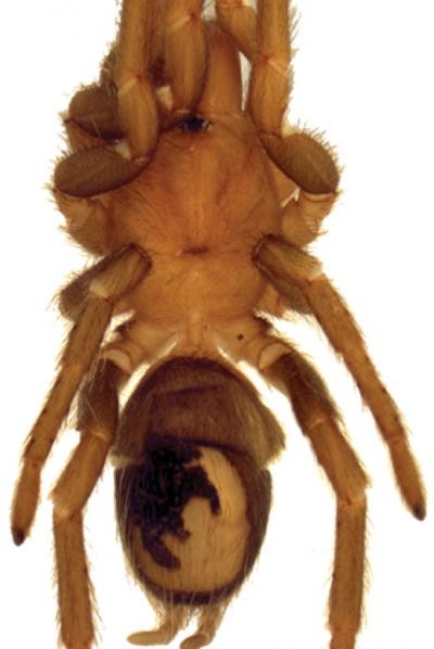 Melloleitaoina yupanqui Melloleitaoina yupanqui