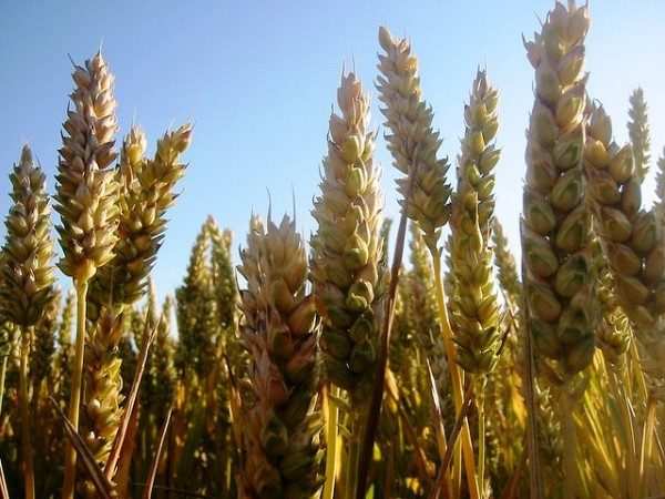 Higher levels of Carbon Dioxide in the Air Reduce Nutrition in Food Crops Higher levels of Carbon Dioxide in the Air Reduce Nutrition in Food Crops