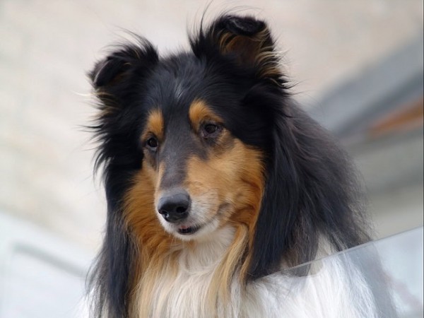Dogs can Detect Prostate Cancer by Smelling Human Urine Dogs can Detect Prostate Cancer by Smelling Human Urine